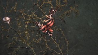 Scientists have discovered dying corals and animals near the site of this summer's oil spill in the Gulf of Mexico. Photo