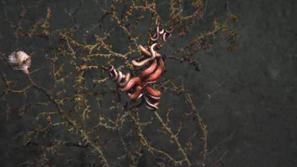 Scientists have discovered dying corals and animals near the site of this summer's oil spill in the Gulf of Mexico. Photo