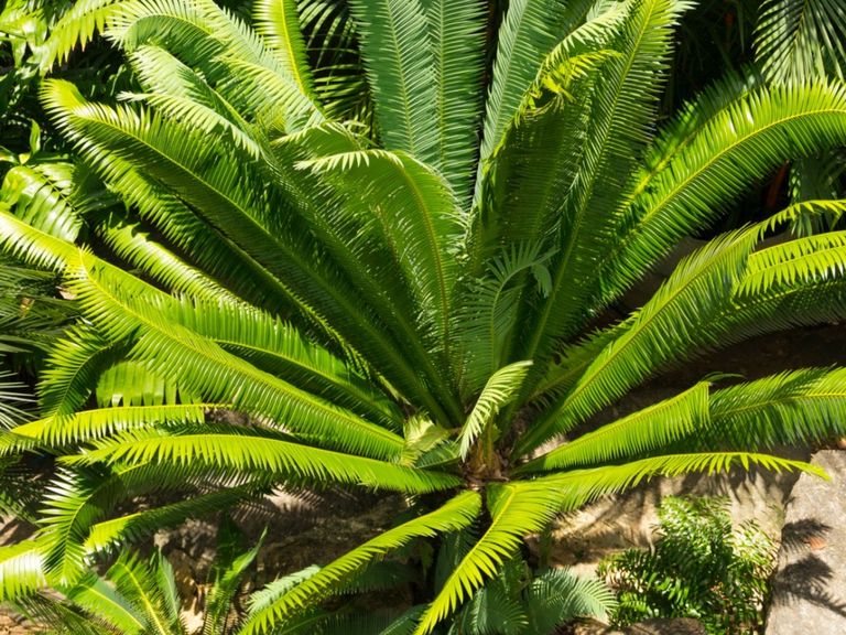 Sago With Multiple Heads - What To Do For Double Headed Sago Palm ...