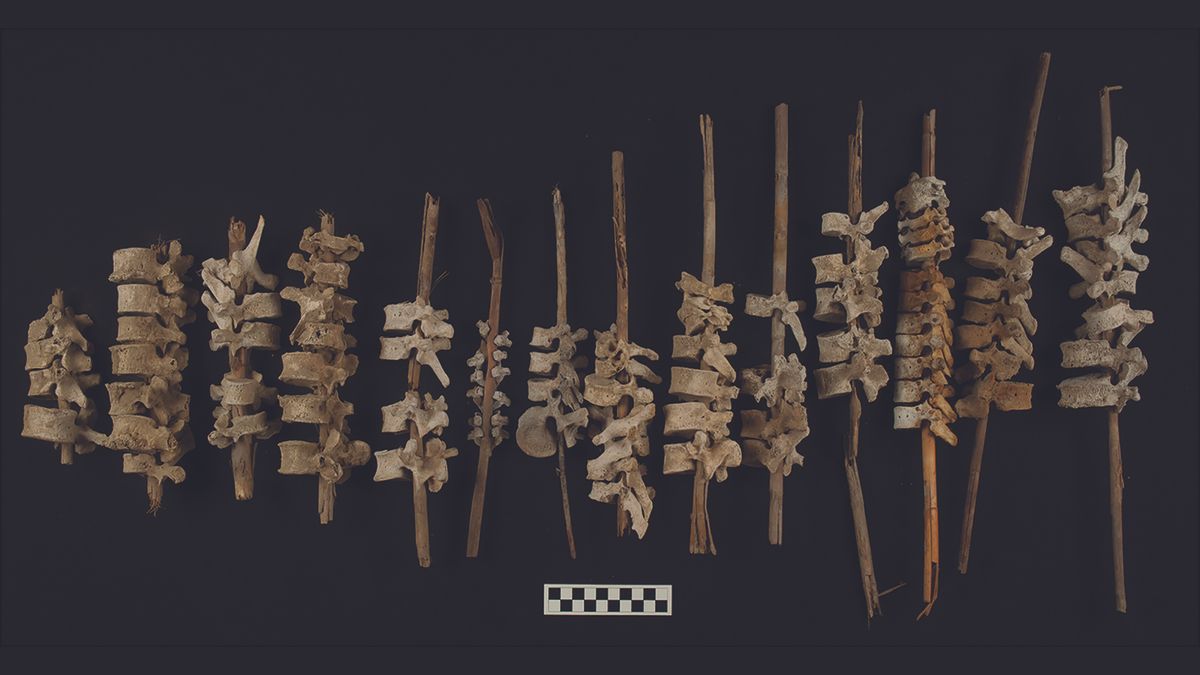 Examples of vertebrae on posts, found in Peru&#039;s Chincha Valley.