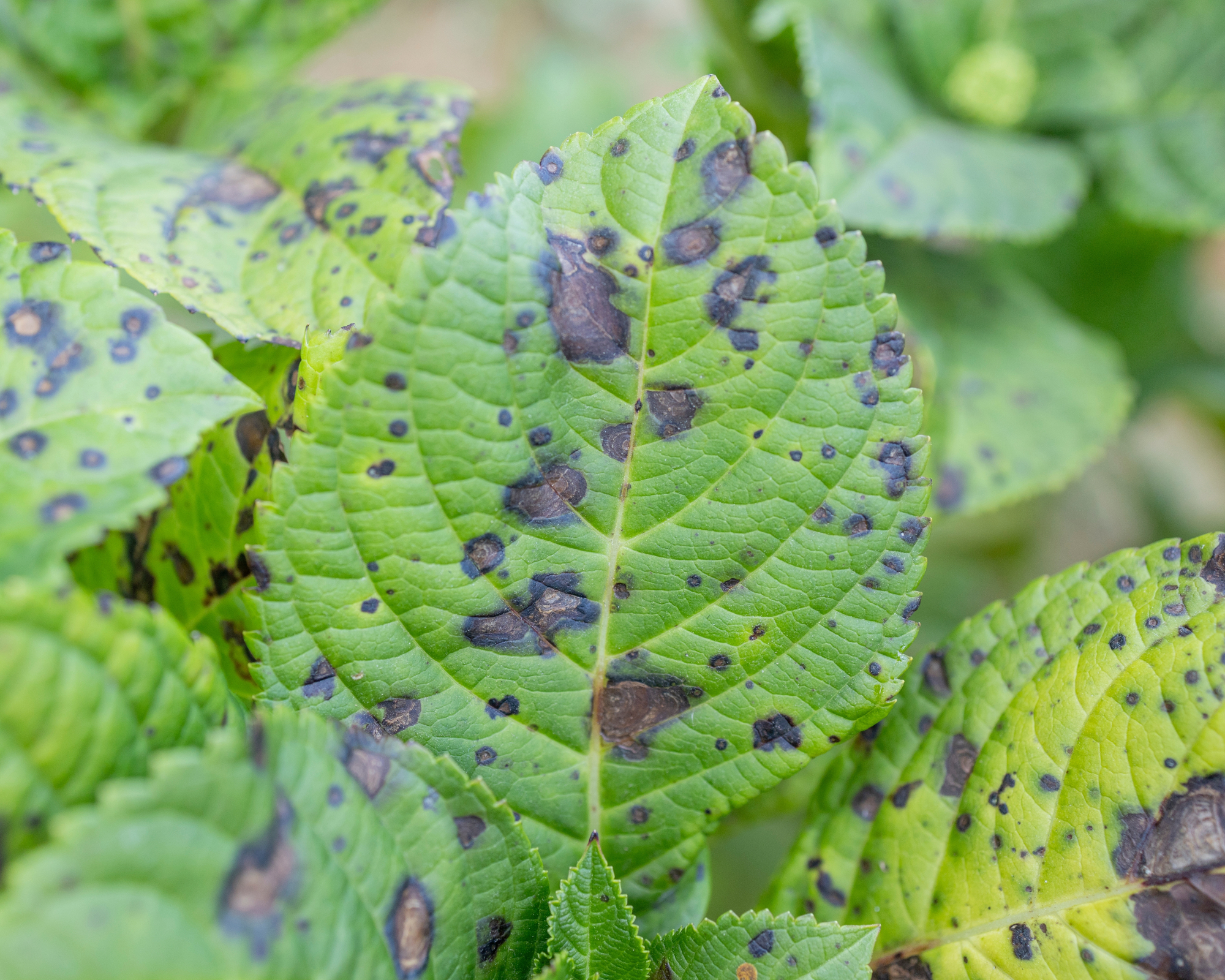 brown spot disease on hydrangea. cercospora leaf spot hydrangea