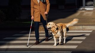 Service dog crossing road with blind man