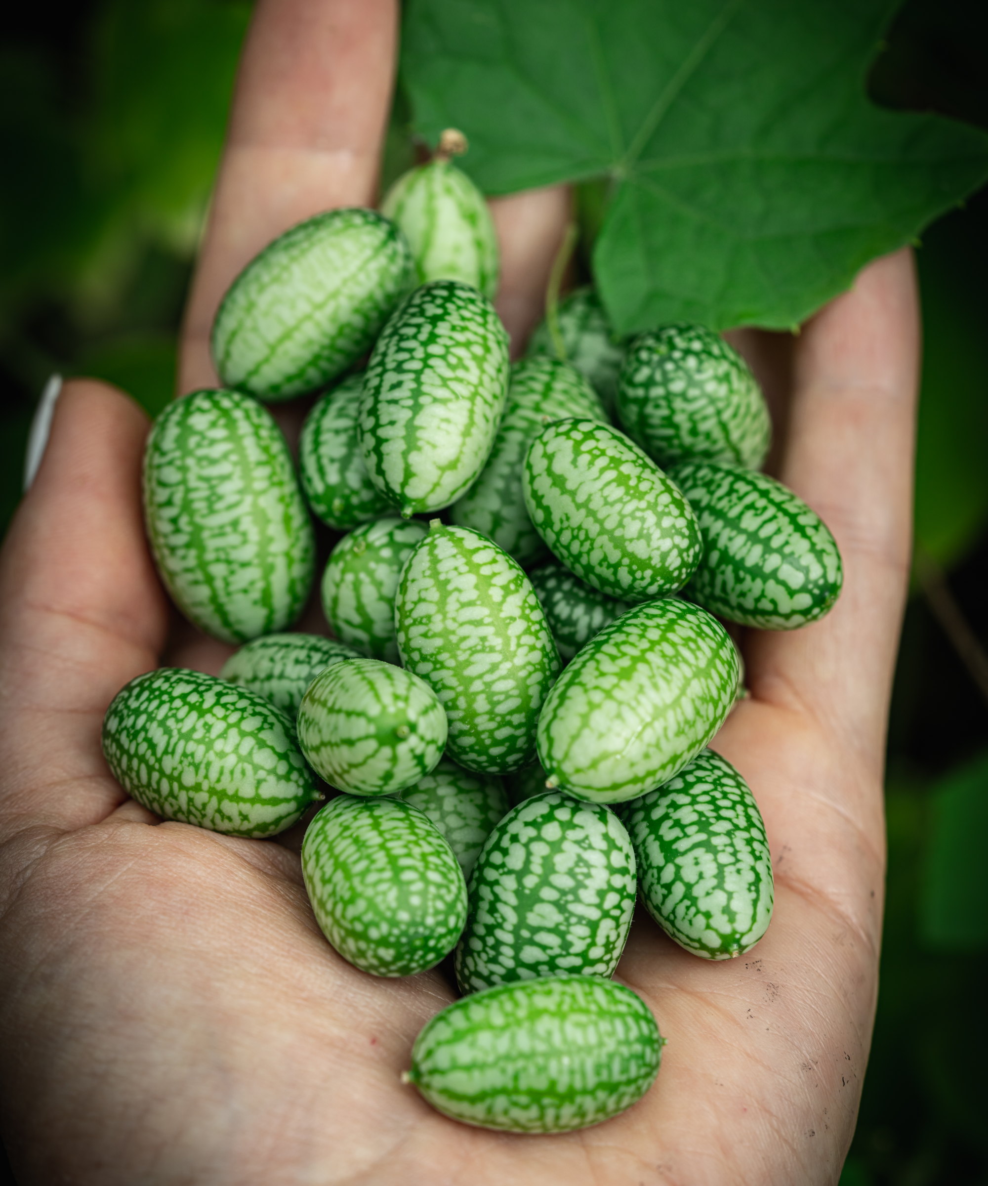 A gardener holding harvested cucamelons in their palm