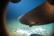 Pacific Sleeper Shark