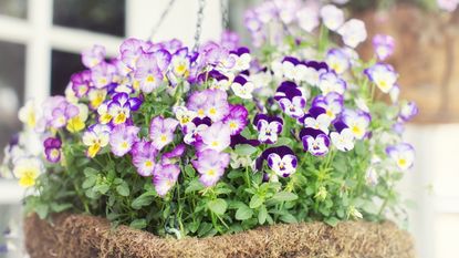 A moss-covered hanging basket full of colorful pink and purple violas