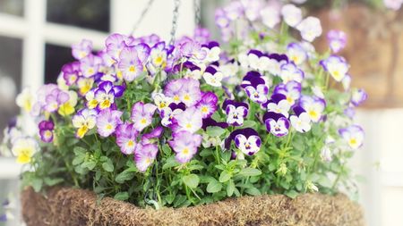 A moss-covered hanging basket full of colorful pink and purple violas