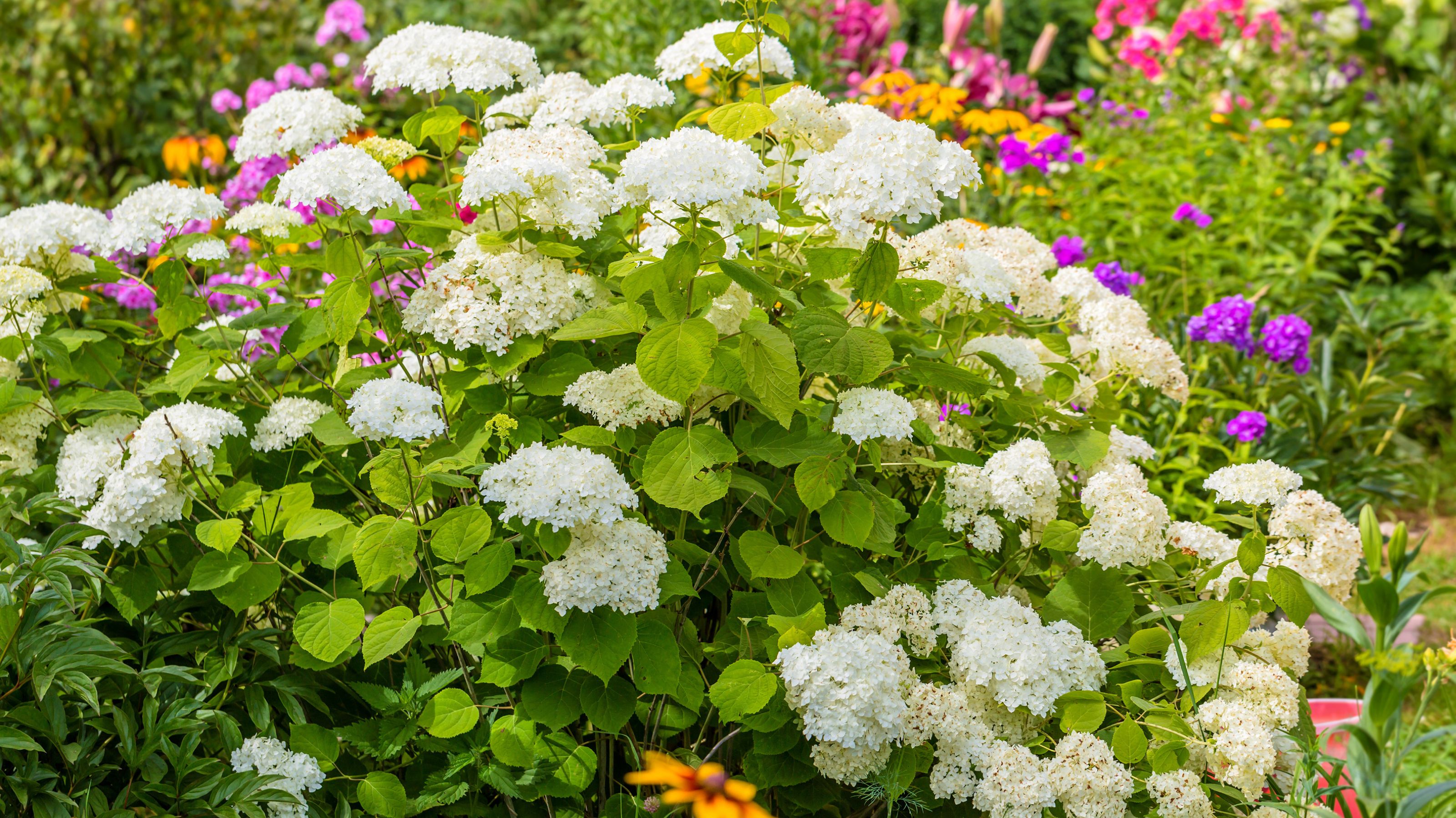 hydrangea shrub in garden