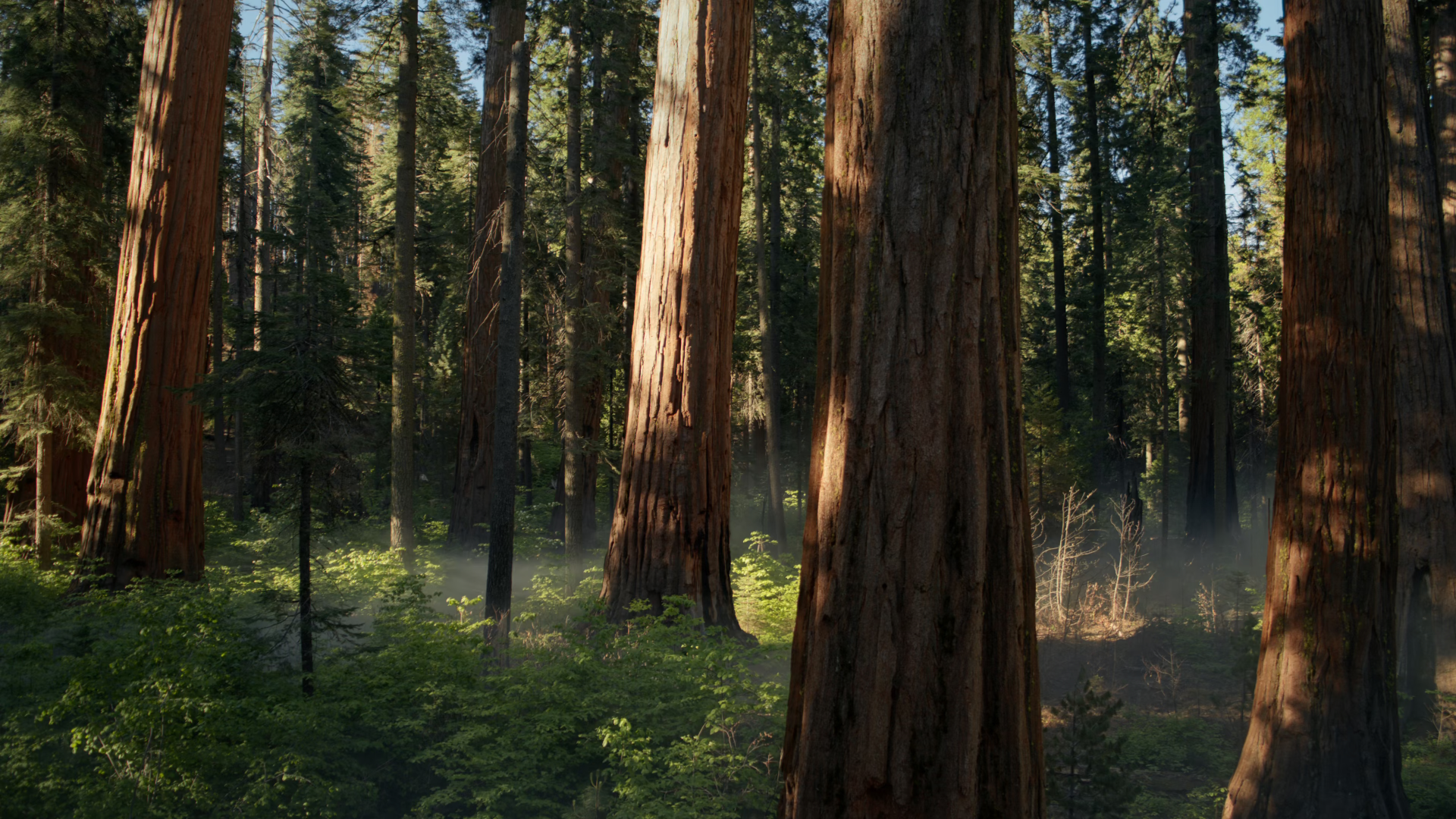 Sequoia wallpaper