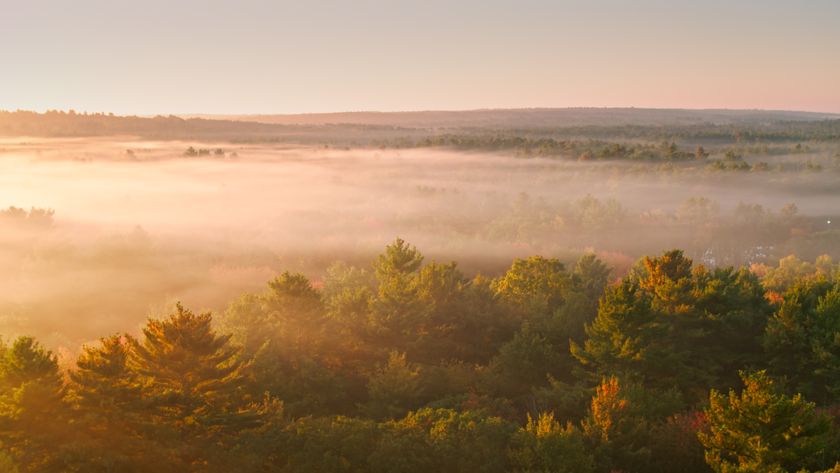 Rhode Island forest