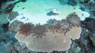 A barrage of crown-of-thorns starfish feasts on coral that has turned white.