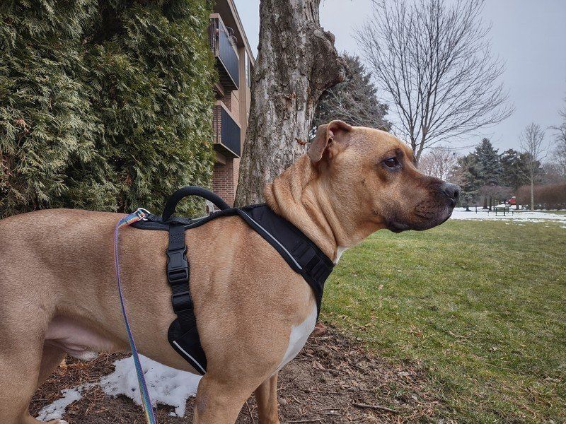 Motorola One 5G Ace camera sample