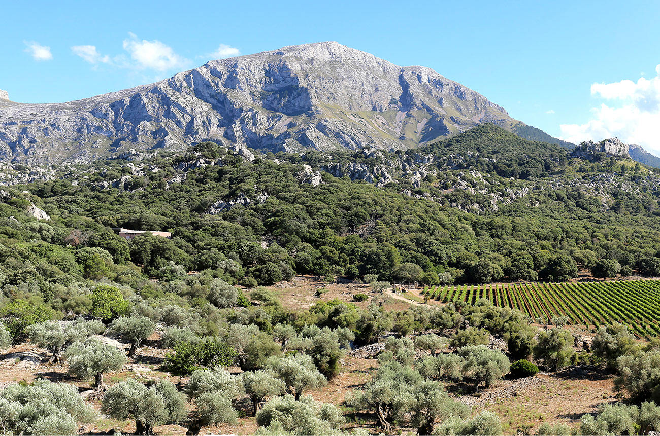 Mortitx Mallorca vineyards