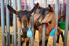 Goats at the San Diego County Fair.