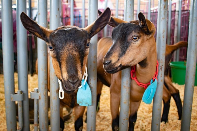 Goats at the San Diego County Fair.