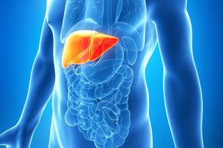 abdomen, liver
