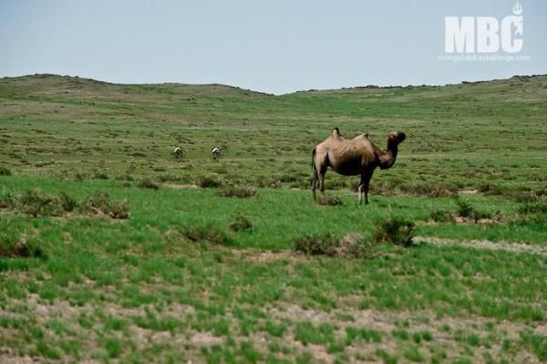 A camel spotted en route