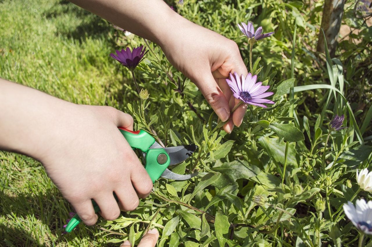 Gardener Chelsea Chop Pruning Flowers