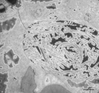 ancient sperm in tiny crustacean