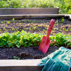 Raised bed with a row of planted radishes, shovel and garden gloves 
