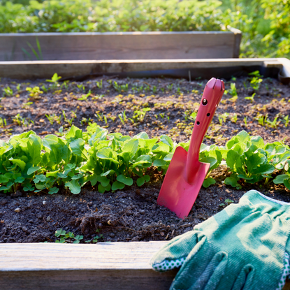 Raised bed with a row of planted radishes, shovel and garden gloves 