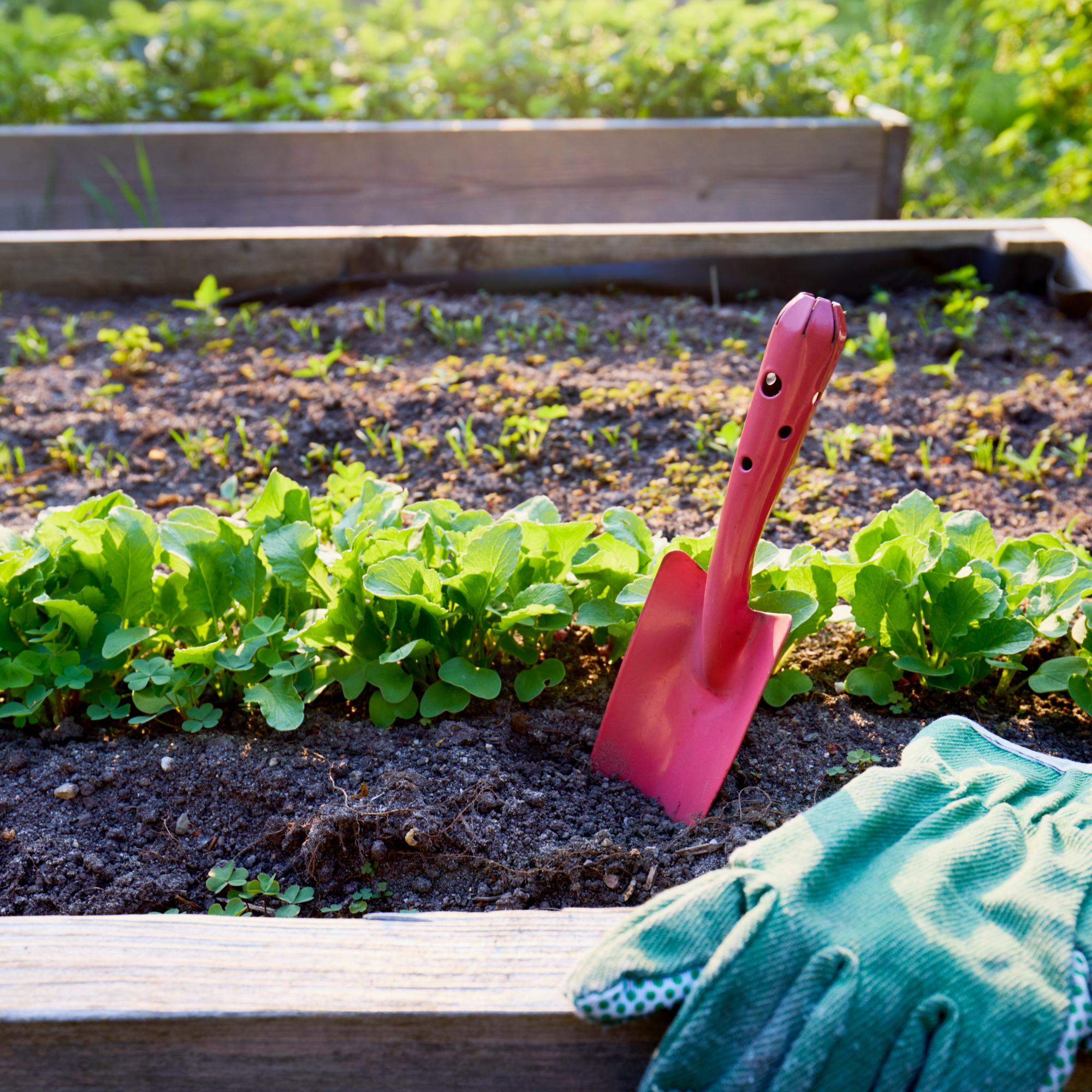 Raised bed with a row of planted radishes, shovel and garden gloves 
