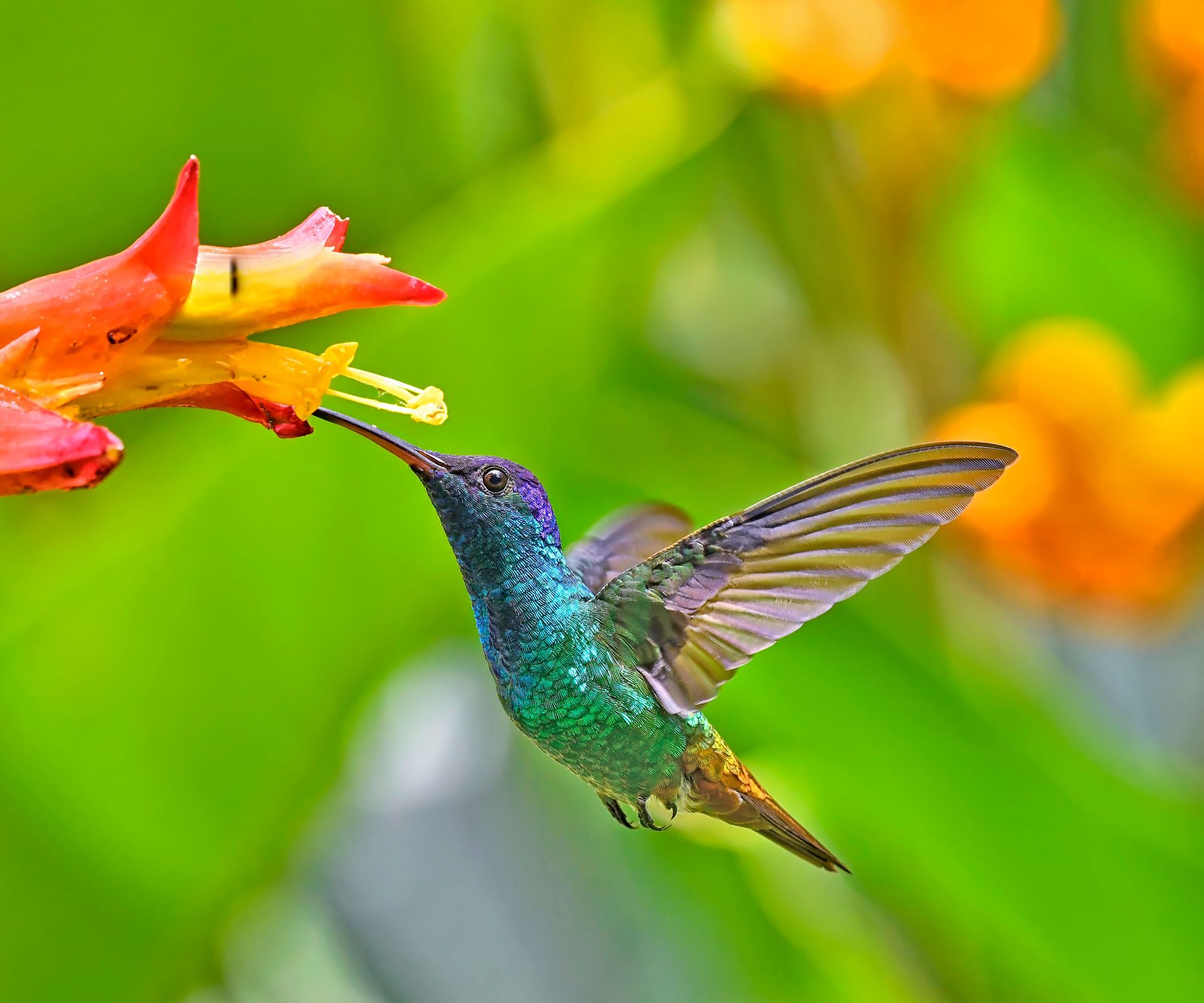 hummingbird feeding from red flower in garden