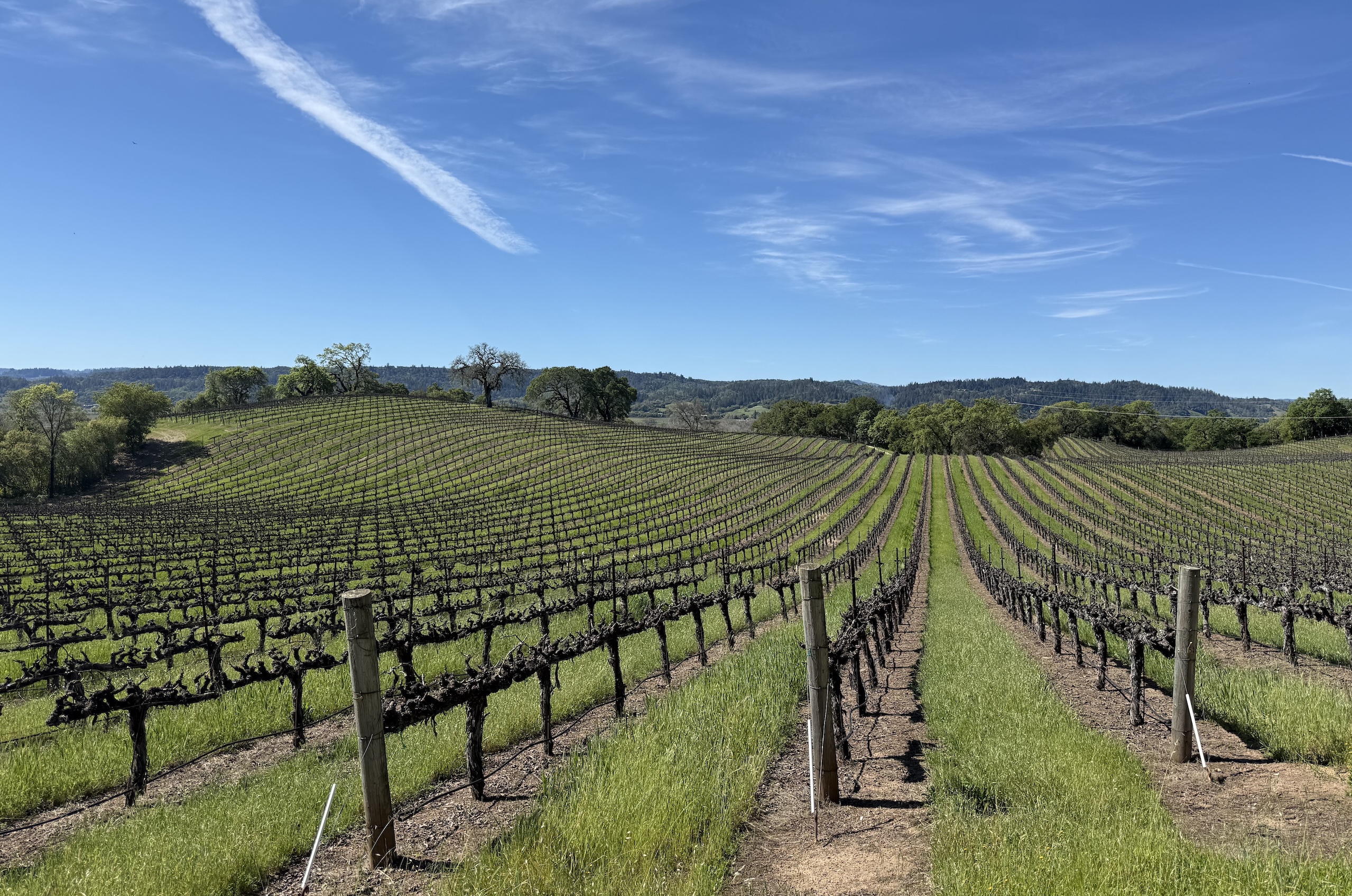 Bellacana Vineyards, owned by the Dry Creek Rancheria Band of Pomo Indians