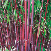 Umbrella Bamboo 'Asian Wonder' from Thompson &amp; Morgan