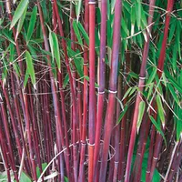 Umbrella Bamboo 'Asian Wonder' from Thompson &amp; Morgan