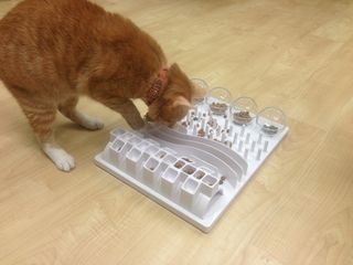 Cat Food Puzzle