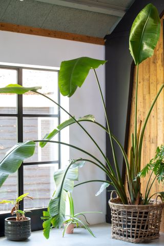 a bird of paradise plant in a room