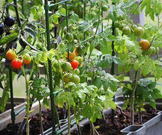 Tomato plants growing in a trough full of fruits
