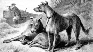 Reproduction of an original woodcut from the year 1882 depicting rough coated sighthounds
