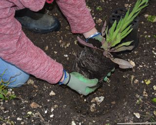 Planting a perennial in spring