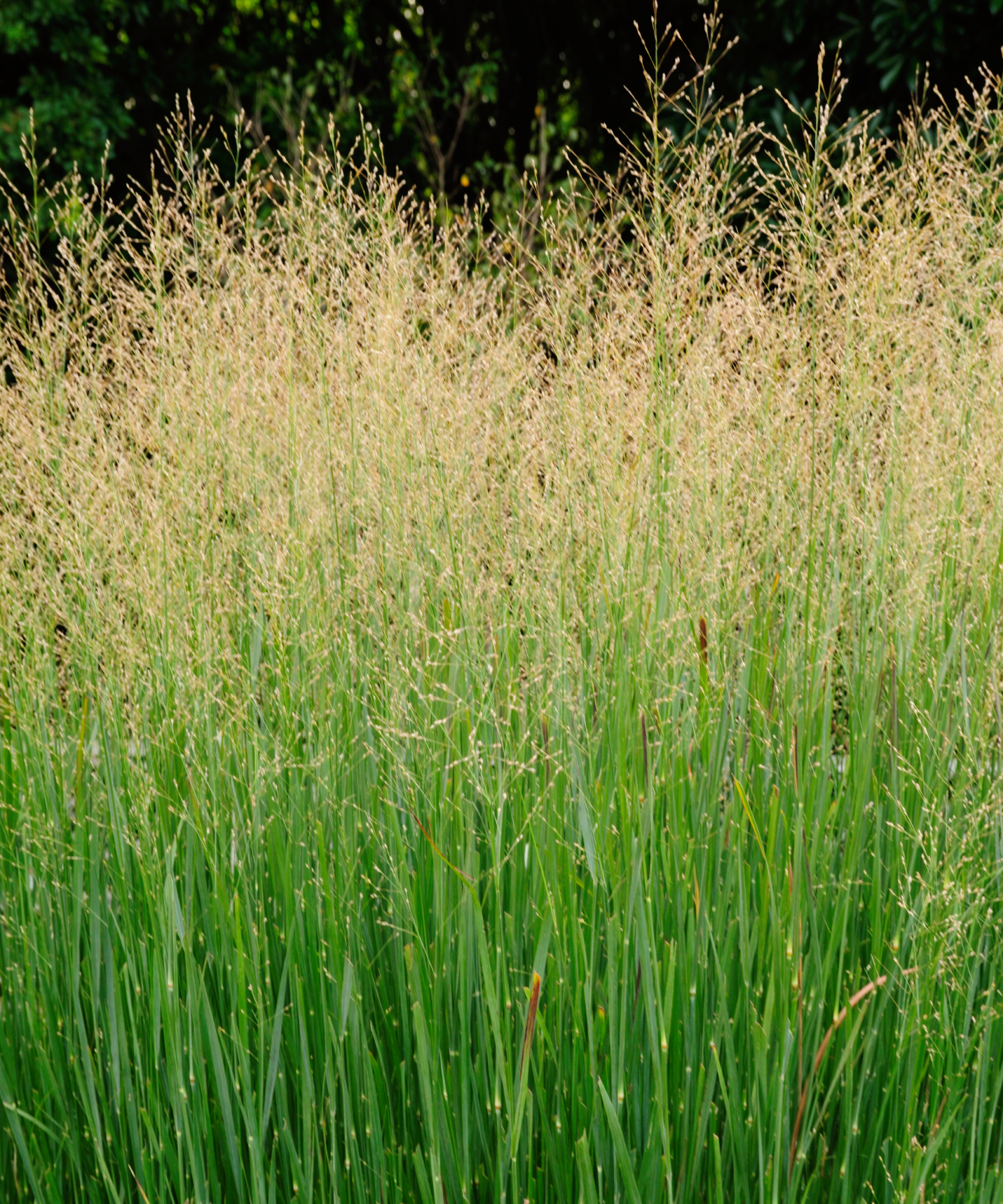 switchgrass