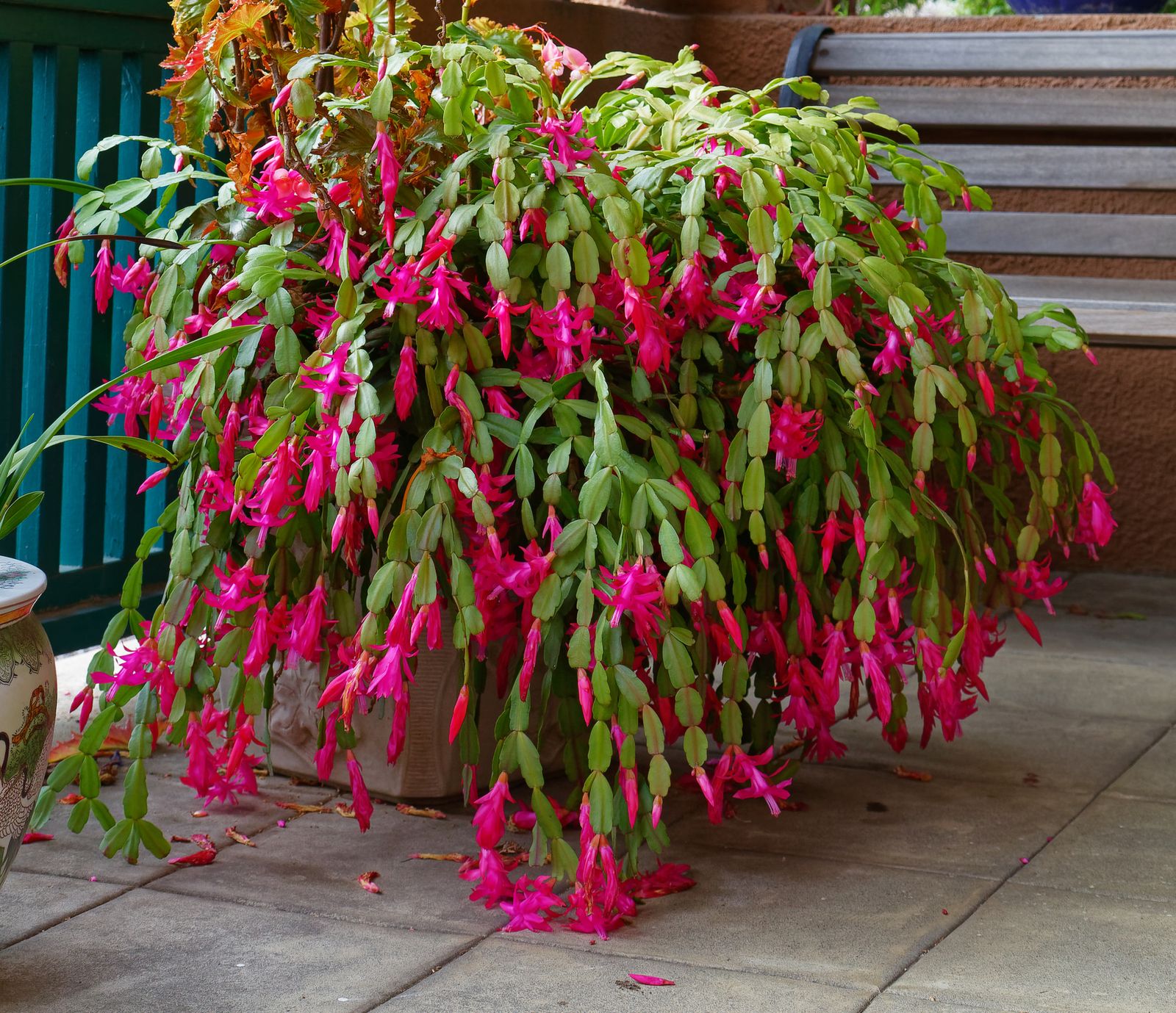 How to make a Christmas cactus bloom | Homes & Gardens