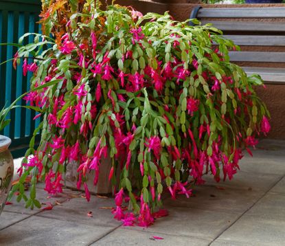 Christmas cactus