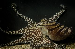 The octopus can change its color pattern from a deep red hue to a wacky combination of stripes and spots