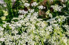 White Flowered Caraway Plants