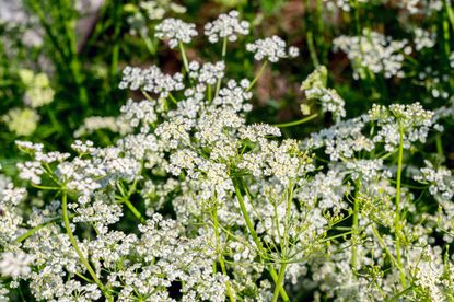 White Flowered Caraway Plants
