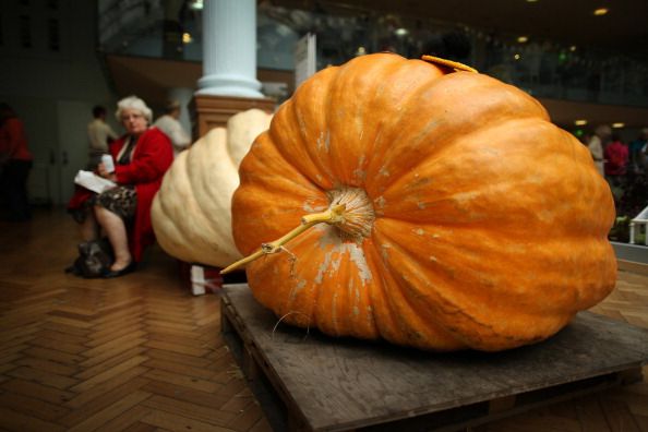 Giant pumpkins.