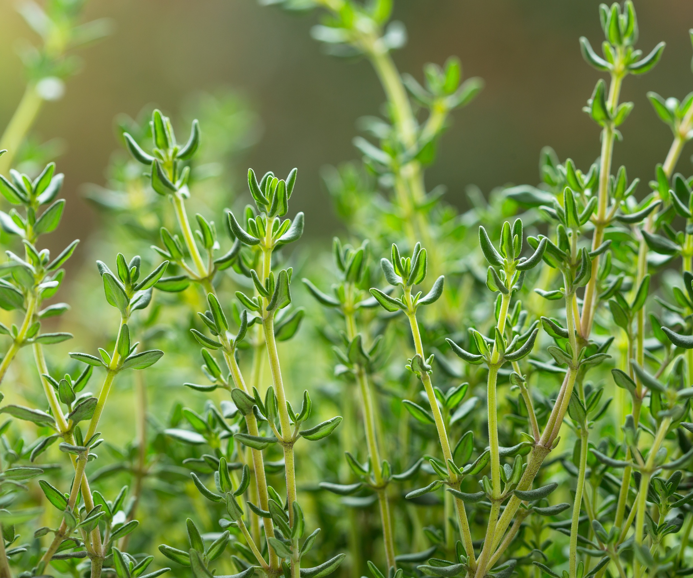 Juniper Leaf Thyme, Thymus neiceffii