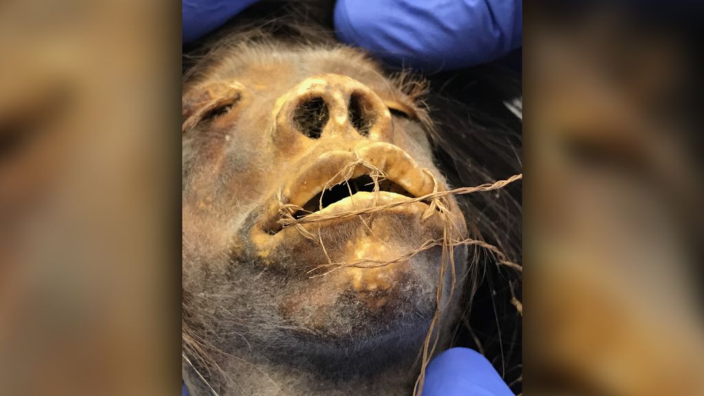 Ecuadorian shrunken head used in 1979 movie 'Wise Blood' was real, experts say