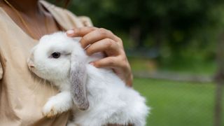 Woman holding a white rabbit in her arms | how long do rabbits live