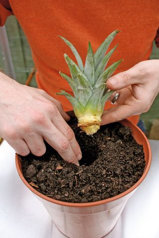 rooting a pineapple in soil