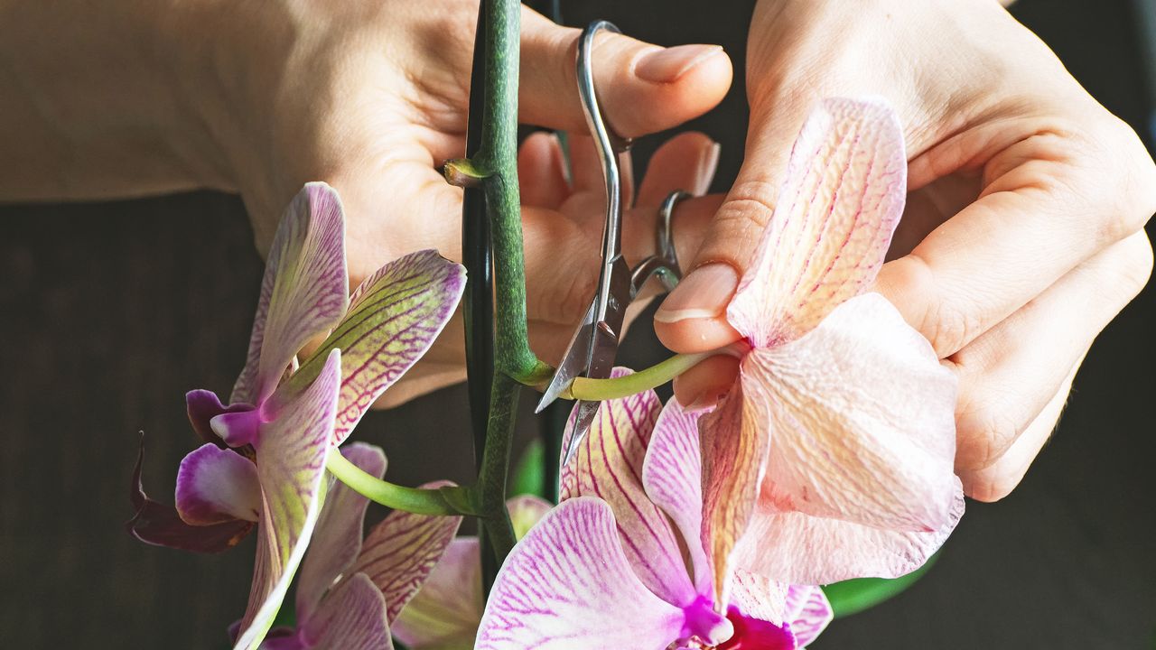 Pruning an orchid, starting with cutting off spent flowers