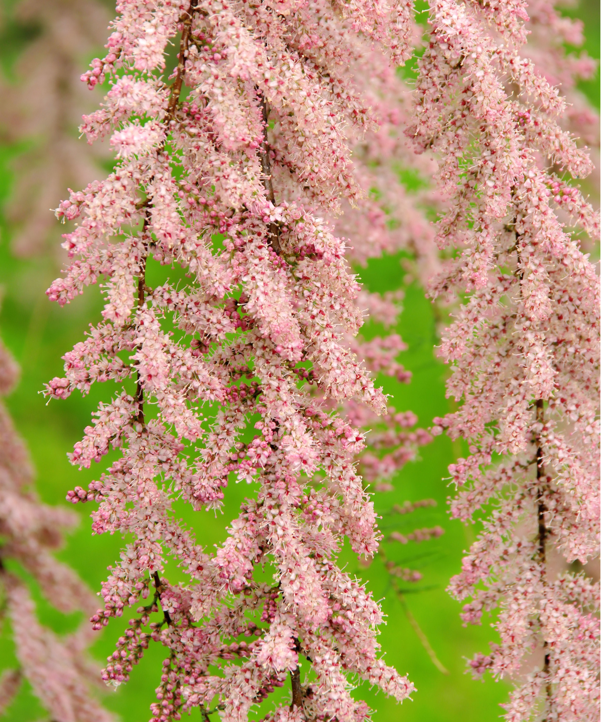 Salt cedar