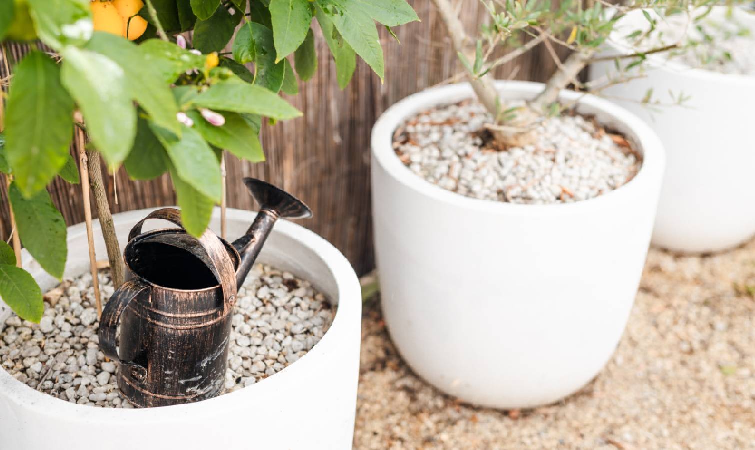 Potted lemon tree with watering can