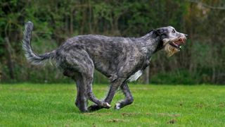 Irish wolfhound running