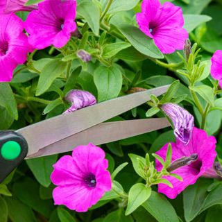 Purple petunias with scissor blades deadheading spent blooms